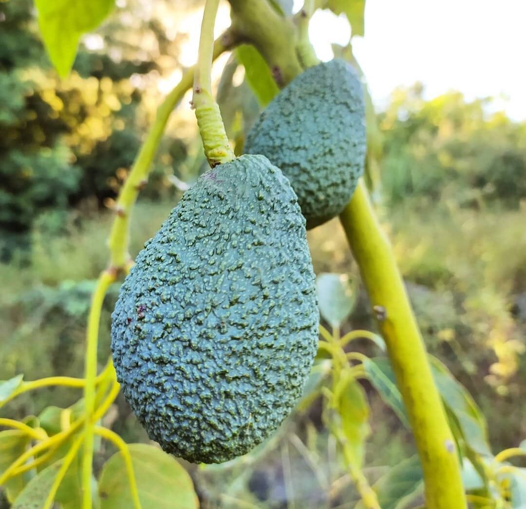 avocado