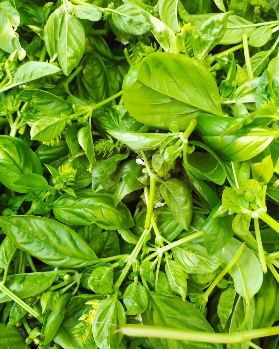 basilisco