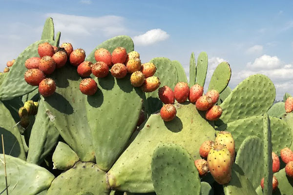 fichi d'india